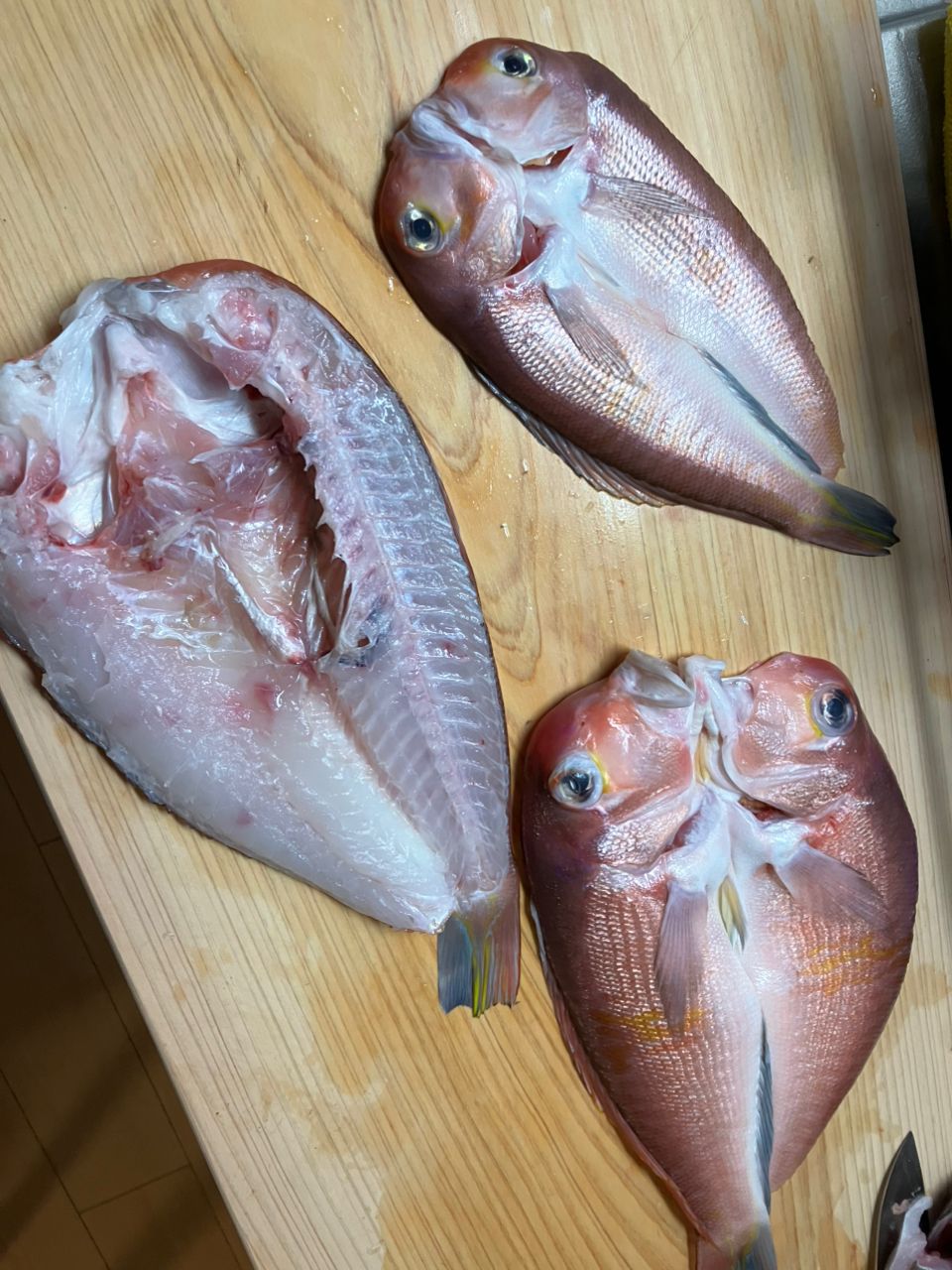 takeru@釣りしたいさんの釣果 2枚目の画像