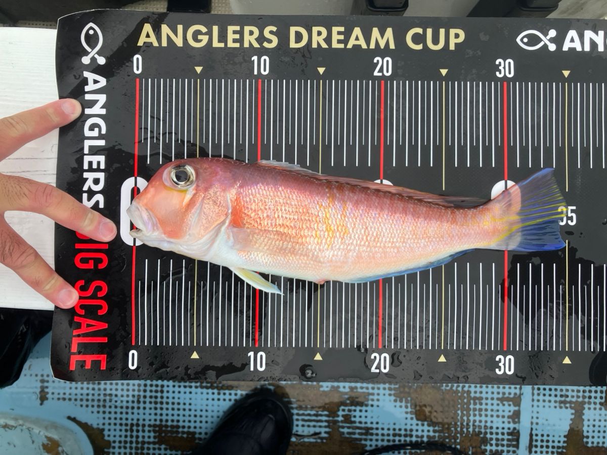 takeru@釣りしたいさんの釣果 3枚目の画像