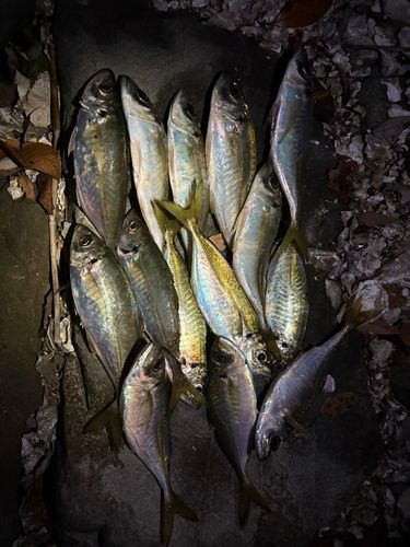 アジの釣果