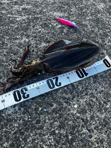 ミズイカの釣果