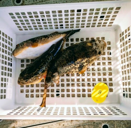 ヒガンフグの釣果