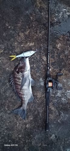 チヌの釣果