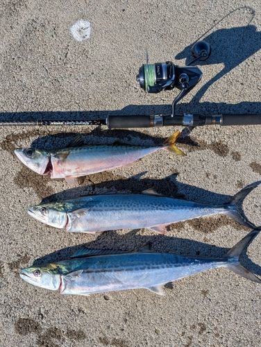 サゴシの釣果
