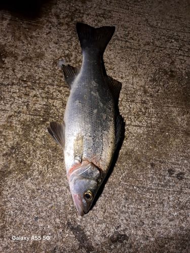 ヒラスズキの釣果