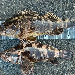 タケノコメバル