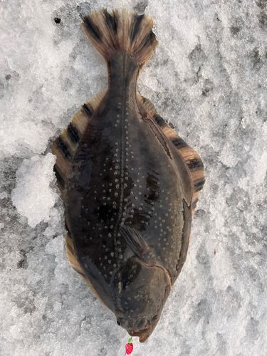 カレイの釣果
