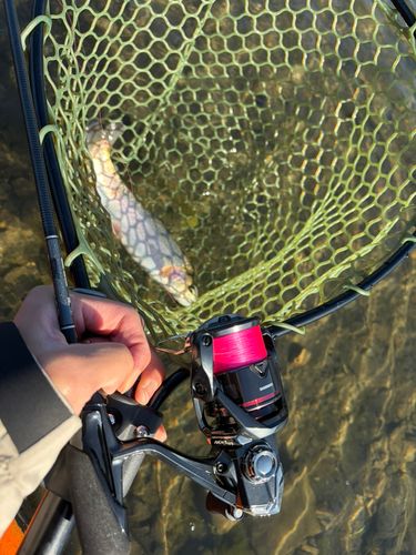 ニジマスの釣果