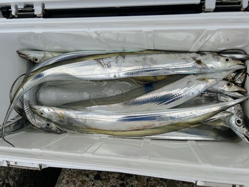 タチウオの釣果