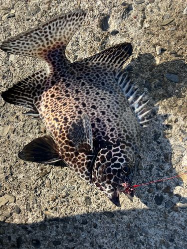 イシガキダイの釣果