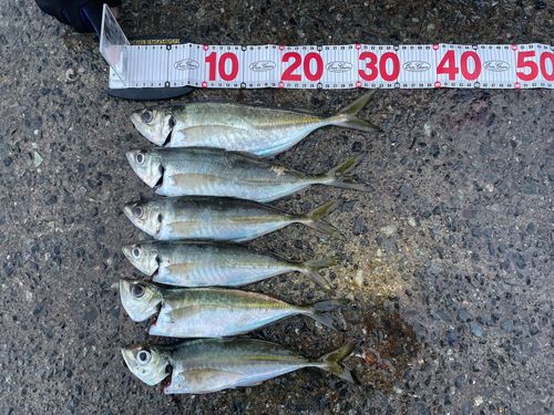 アジの釣果