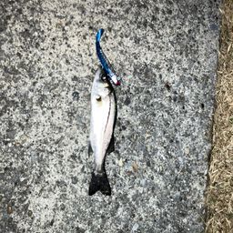 セイゴ（マルスズキ）