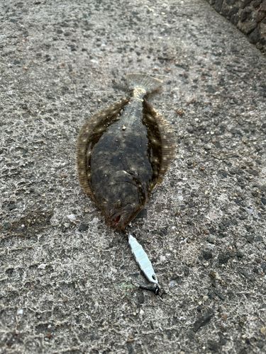 ヒラメの釣果