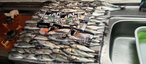 シーバスの釣果