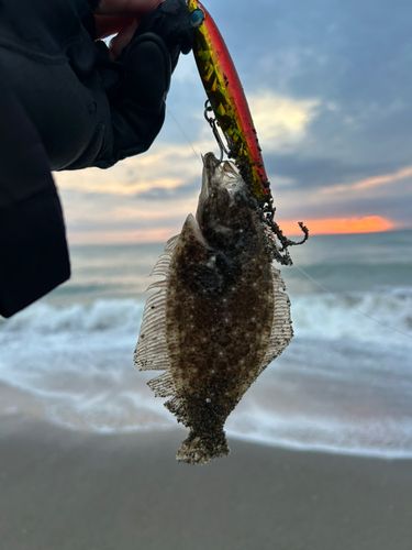 ヒラメの釣果