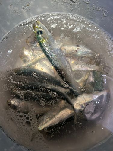 イワシの釣果