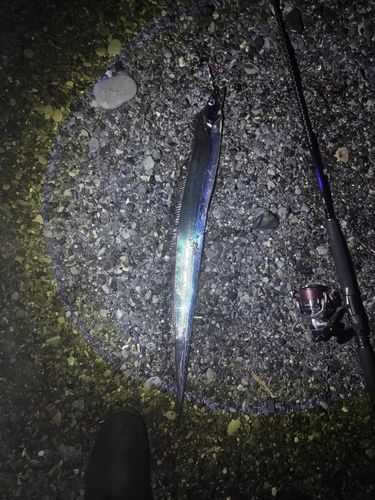 タチウオの釣果