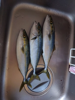 ツバイソの釣果