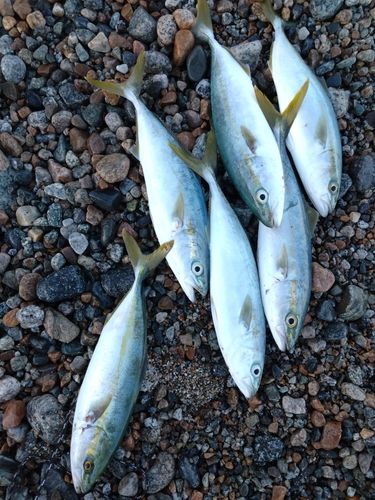 ツバイソの釣果