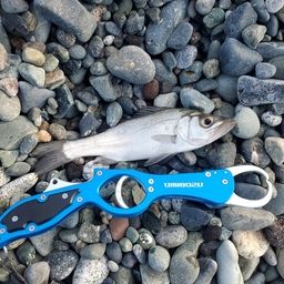 セイゴ（タイリクスズキ）