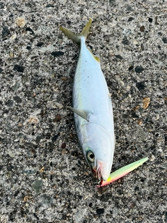 ツバイソの釣果