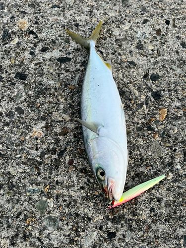 ツバイソの釣果