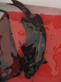 クチブトグレの釣果