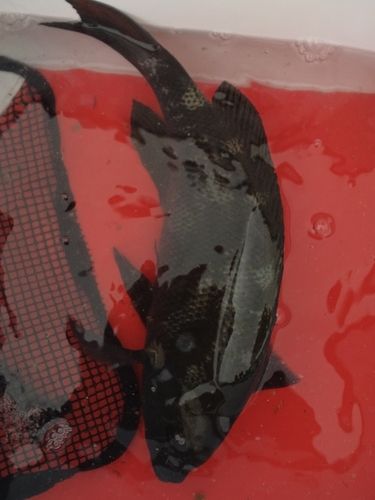 クチブトグレの釣果