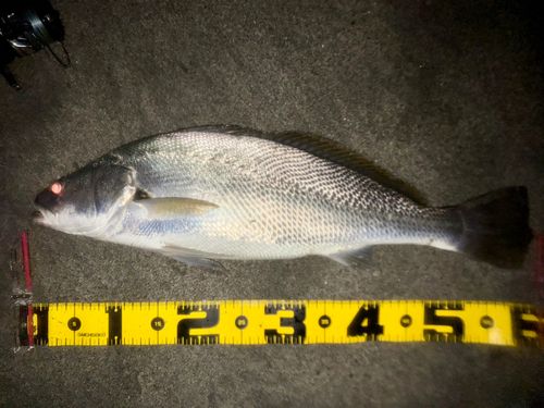 オオニベの釣果