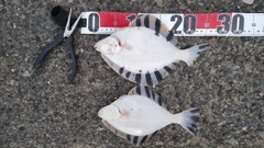 カワガレイの釣果