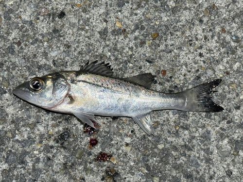 セイゴ（ヒラスズキ）の釣果