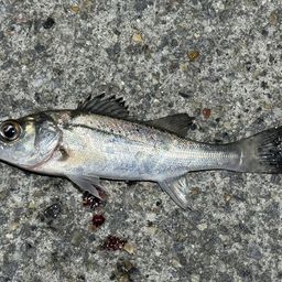 セイゴ（ヒラスズキ）