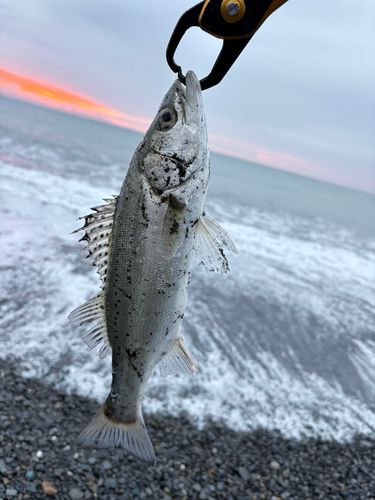 釣果