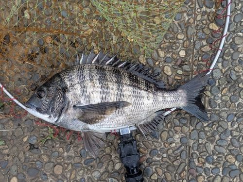 チヌの釣果