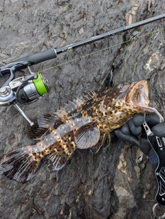 ヤイトハタの釣果