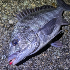 クロダイの釣果