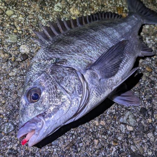 クロダイの釣果