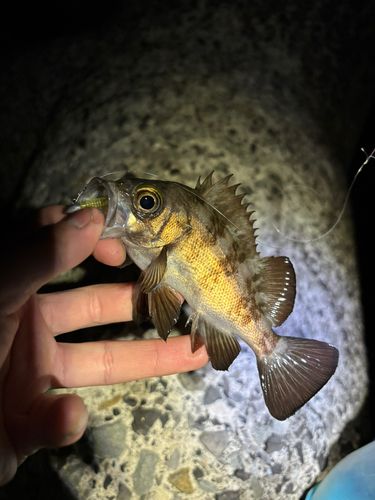 メバルの釣果