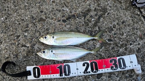 マアジの釣果
