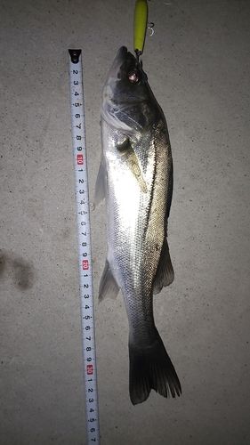 シーバスの釣果