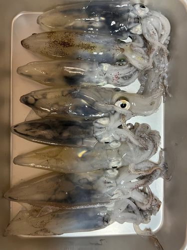 ヒイカの釣果