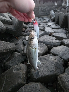 セイゴ（タイリクスズキ）の釣果