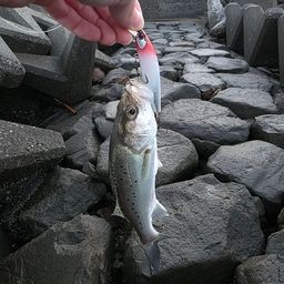 セイゴ（タイリクスズキ）