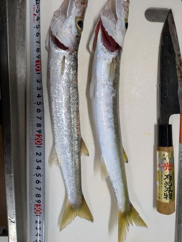 カマスの釣果