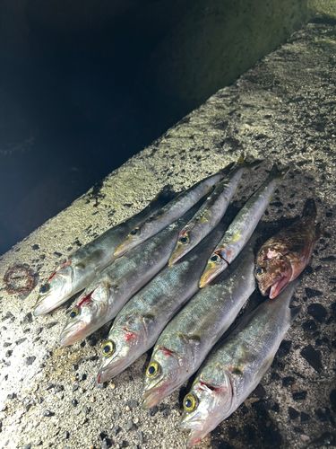 セイゴ（マルスズキ）の釣果