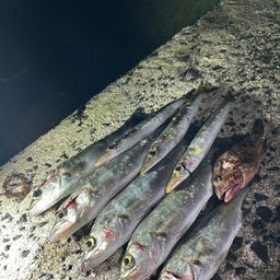 セイゴ（マルスズキ）