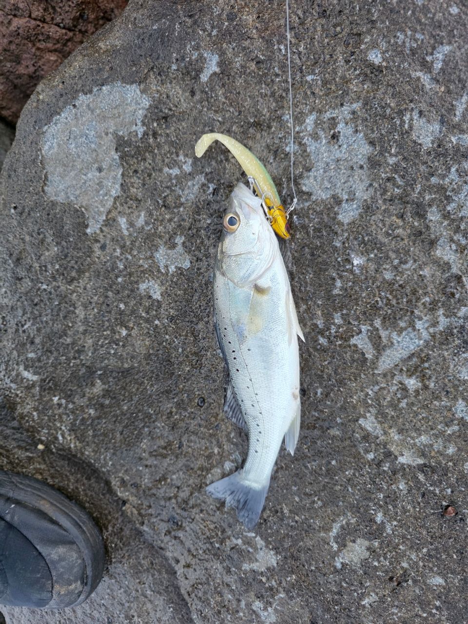 セイゴ（タイリクスズキ）