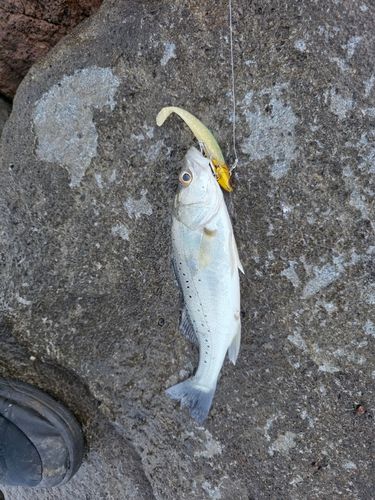 セイゴ（タイリクスズキ）の釣果