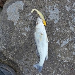 セイゴ（タイリクスズキ）