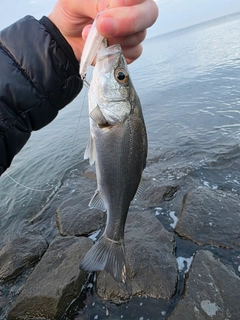 セイゴ（マルスズキ）の釣果