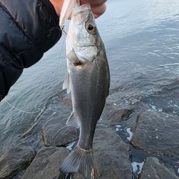 セイゴ（マルスズキ）